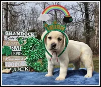 Angel's Yellow Female - Wine, a female Labrador Retriever for sale in Mountain View, AR – Photo 2 of 10