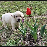Angel's Yellow Female - Wine, a female Labrador Retriever for sale in Mountain View, AR – Photo 5 of 10