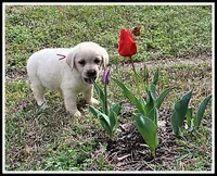 Angel's Yellow Female - Wine, a female Labrador Retriever for sale in Mountain View, AR – Photo 5 of 10