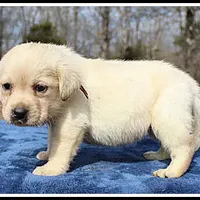 Angel's Yellow Female - Wine, a female Labrador Retriever for sale in Mountain View, AR – Photo 9 of 10