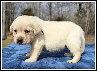 Angel's Yellow Female - Wine, a female Labrador Retriever for sale in Mountain View, AR – Photo 9 of 10