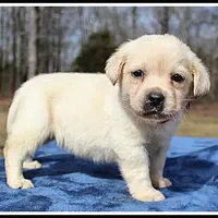 Angel's Yellow Female - Wine, a female Labrador Retriever for sale in Mountain View, AR – Photo 10 of 10