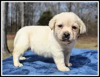 Angel's Yellow Female - Wine, a female Labrador Retriever for sale in Mountain View, AR – Photo 10 of 10