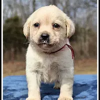 Angel's Yellow Female - Wine, a female Labrador Retriever for sale in Mountain View, AR – Photo 7 of 10