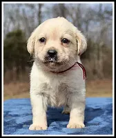 Angel's Yellow Female - Wine, a female Labrador Retriever for sale in Mountain View, AR – Photo 7 of 10