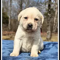 Angel's Yellow Female - Wine, a female Labrador Retriever for sale in Mountain View, AR – Photo 8 of 10