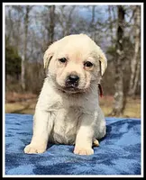 Angel's Yellow Female - Wine, a female Labrador Retriever for sale in Mountain View, AR – Photo 8 of 10