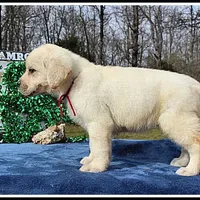 Angel's Yellow Female - Wine, a female Labrador Retriever for sale in Mountain View, AR – Photo 4 of 10