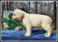 Angel's Yellow Female - Wine, a female Labrador Retriever for sale in Mountain View, AR – Photo 4 of 10