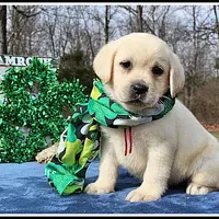 Angel's Yellow Female - Wine, a female Labrador Retriever for sale in Mountain View, AR – Photo 1 of 10