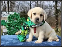 Angel's Yellow Female - Wine, a female Labrador Retriever for sale in Mountain View, AR – Photo 1 of 10