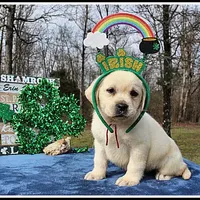 Angel's Yellow Female - Wine, a female Labrador Retriever for sale in Mountain View, AR – Photo 3 of 10