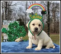 Angel's Yellow Female - Wine, a female Labrador Retriever for sale in Mountain View, AR – Photo 3 of 10