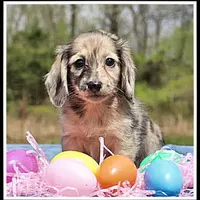 Destiny, a female Dachshund for sale in Mountain View, AR – Photo 3 of 7