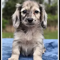 Destiny, a female Dachshund for sale in Mountain View, AR – Photo 4 of 7