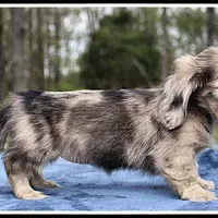 Destiny, a female Dachshund for sale in Mountain View, AR – Photo 5 of 7