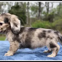 Destiny, a female Dachshund for sale in Mountain View, AR – Photo 7 of 7