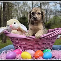 Destiny, a female Dachshund for sale in Mountain View, AR – Photo 1 of 7