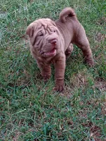 Luka , a male Chinese Shar-Pei for sale in Axton, VA – 3 of 10