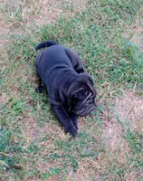China, a female Chinese Shar-Pei for sale in Axton, VA – 6 of 9