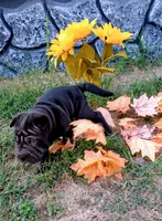 China, a female Chinese Shar-Pei for sale in Axton, VA – 5 of 9