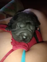 China, a female Chinese Shar-Pei for sale in Axton, VA – 7 of 9