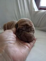 Luka , a male Chinese Shar-Pei for sale in Axton, VA – 9 of 10