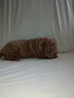 Luka , a male Chinese Shar-Pei for sale in Axton, VA – 10 of 10