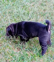 China, a female Chinese Shar-Pei for sale in Axton, VA – 3 of 9