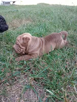 Luka , a male Chinese Shar-Pei for sale in Axton, VA – 7 of 10