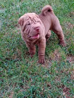Luka , a male Chinese Shar-Pei for sale in Axton, VA – 1 of 10