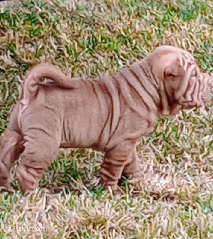Luka  – Chinese Shar-Pei puppy for sale in Axton, VA