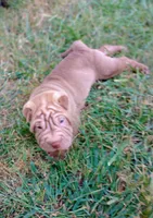 Luka , a male Chinese Shar-Pei for sale in Axton, VA – 4 of 10