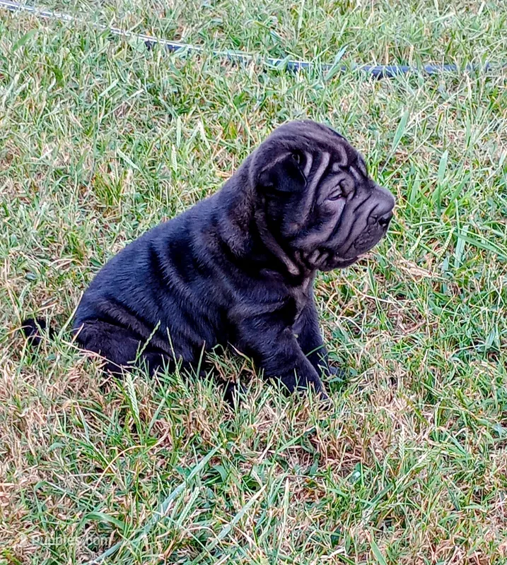 China – Chinese Shar-Pei puppy for sale in Axton, VA