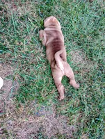 Luka , a male Chinese Shar-Pei for sale in Axton, VA – 5 of 10