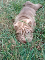 Luka , a male Chinese Shar-Pei for sale in Axton, VA – 2 of 10