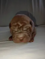 Luka , a male Chinese Shar-Pei for sale in Axton, VA – 8 of 10