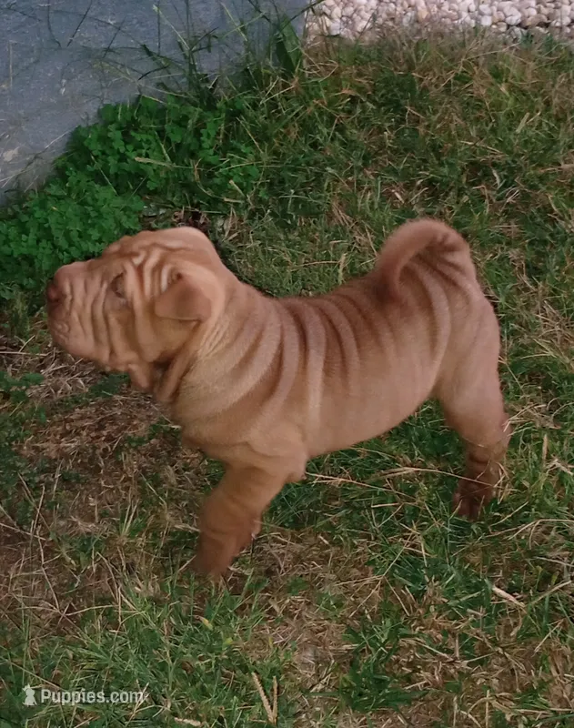 Luka  – Chinese Shar-Pei puppy for sale in Axton, VA