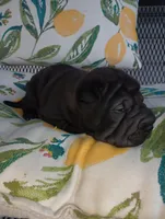China, a female Chinese Shar-Pei for sale in Axton, VA – 8 of 9
