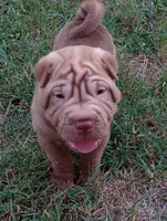 Luka , a male Chinese Shar-Pei for sale in Axton, VA – 6 of 10
