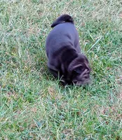 China, a female Chinese Shar-Pei for sale in Axton, VA – 9 of 9