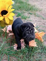 China, a female Chinese Shar-Pei for sale in Axton, VA – 2 of 9
