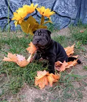 China, a female Chinese Shar-Pei for sale in Axton, VA – 4 of 9
