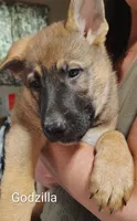 Godzilla , a male German Shepherd Dog for sale in Beaver Falls, PA – 4 of 4