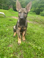 Techno blade, a male German Shepherd Dog for sale in Beaver Falls, PA – 3 of 6