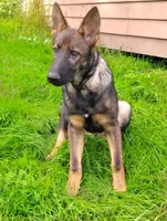 Winnie , a male German Shepherd Dog for sale in Beaver Falls, PA – 2 of 4