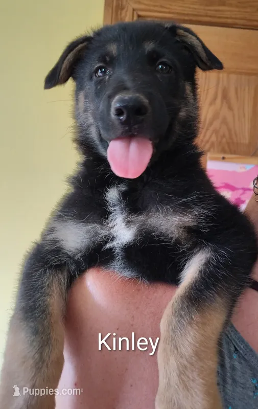 Kinley – German Shepherd Dog puppy for sale in Beaver Falls, PA