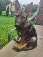 Techno blade, a male German Shepherd Dog for sale in Beaver Falls, PA – 2 of 6