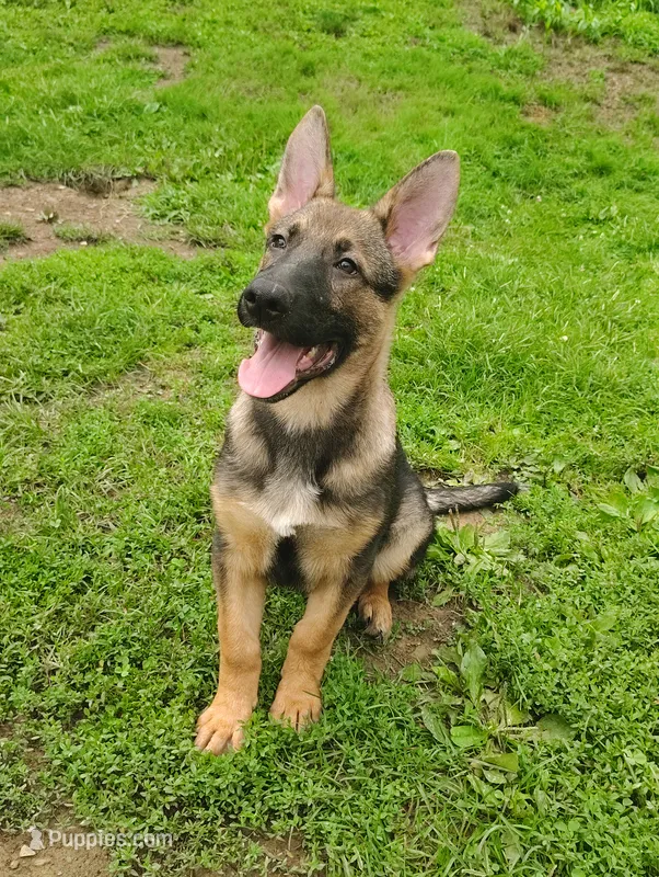 Godzilla  – German Shepherd Dog puppy for sale in Beaver Falls, PA