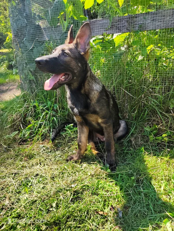 Monokuma  – German Shepherd Dog puppy for sale in Beaver Falls, PA